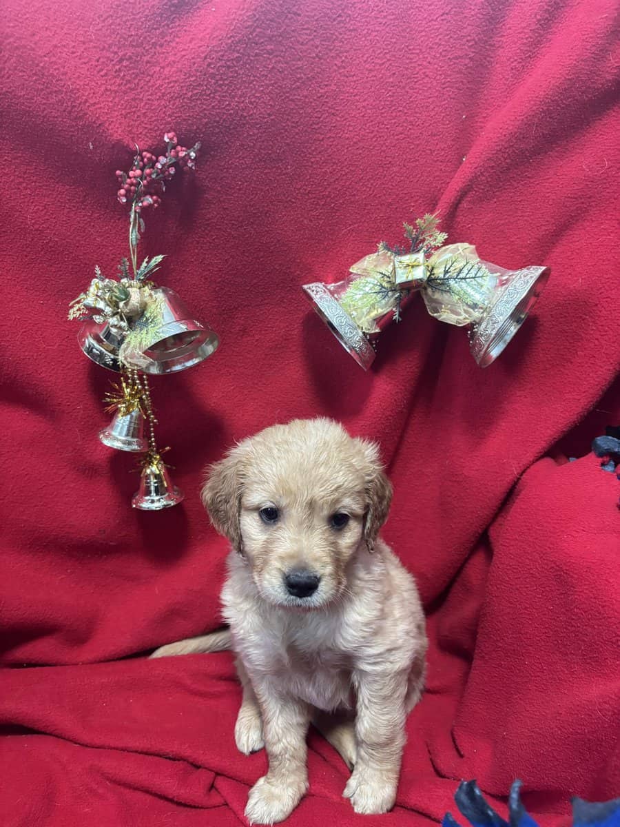 Golden Retriever puppies for sale before Christmas image 2