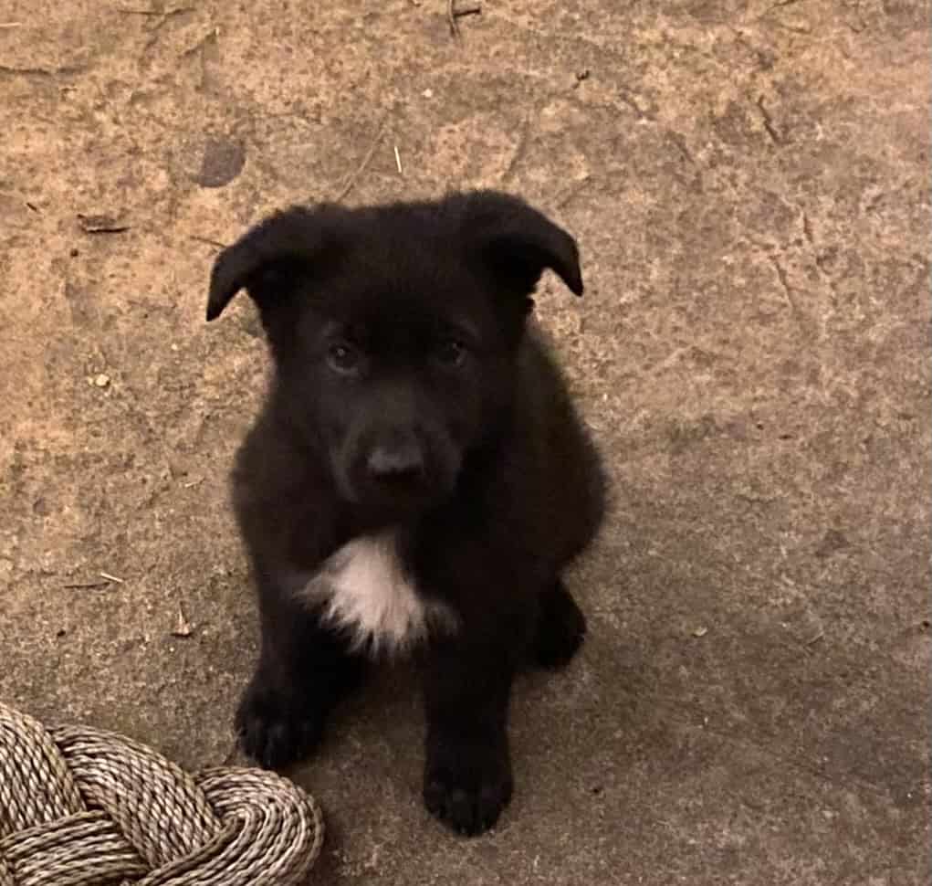 German Shepherd / Golden Retriever Mix Puppies image 7