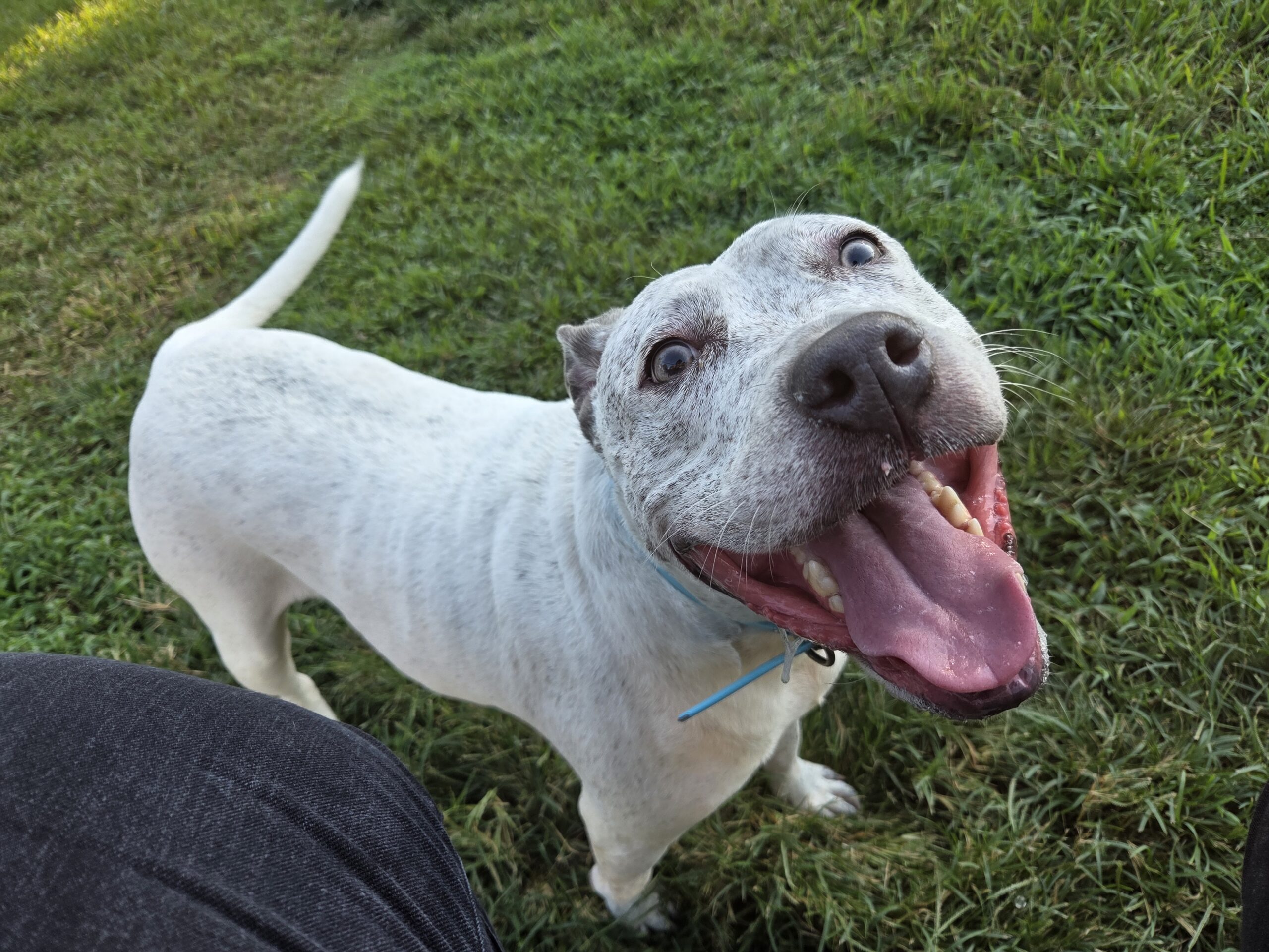 Adult female pitbull mix free to a good home image 1