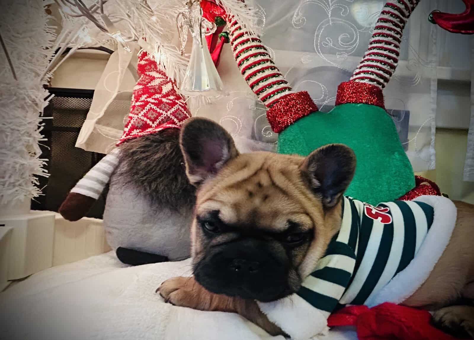 French bull dog image 5