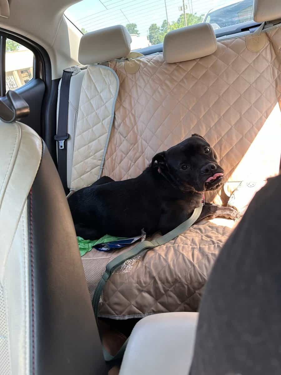 Adopt Onyx image 4