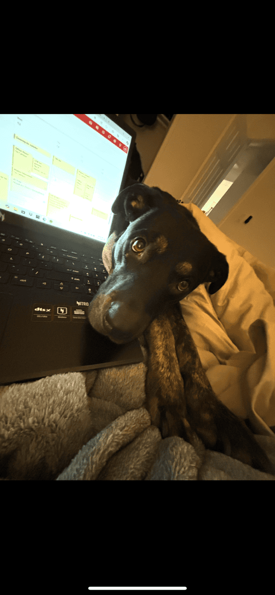 Rehoming Laila image 1