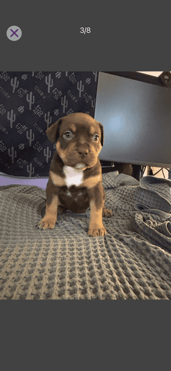 Rehoming xl American bully’s 7 weeks old image 6
