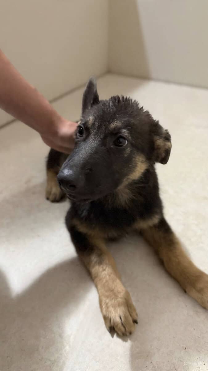 Pure blood German shepherd image 1