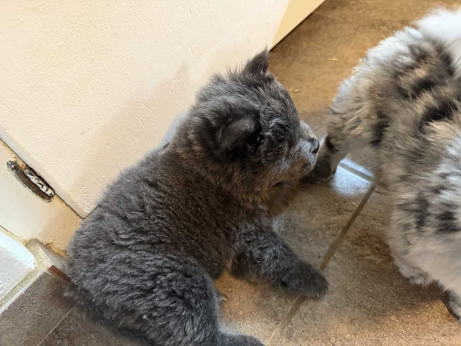 Chow chow puppies image 3