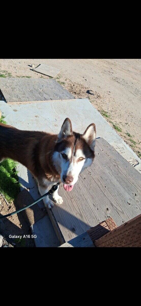 Bruno 2yr old intact Husky image 4