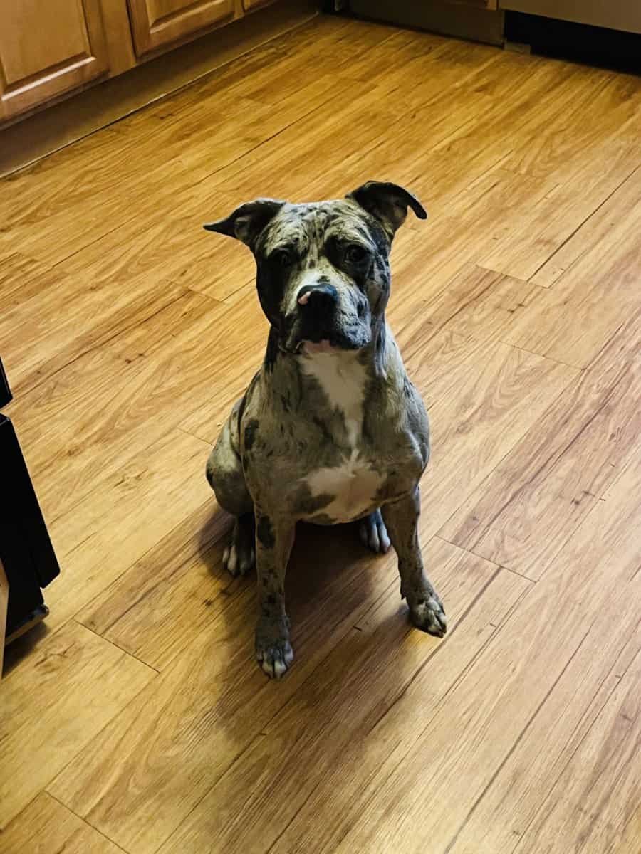 Rehoming my dog image 3