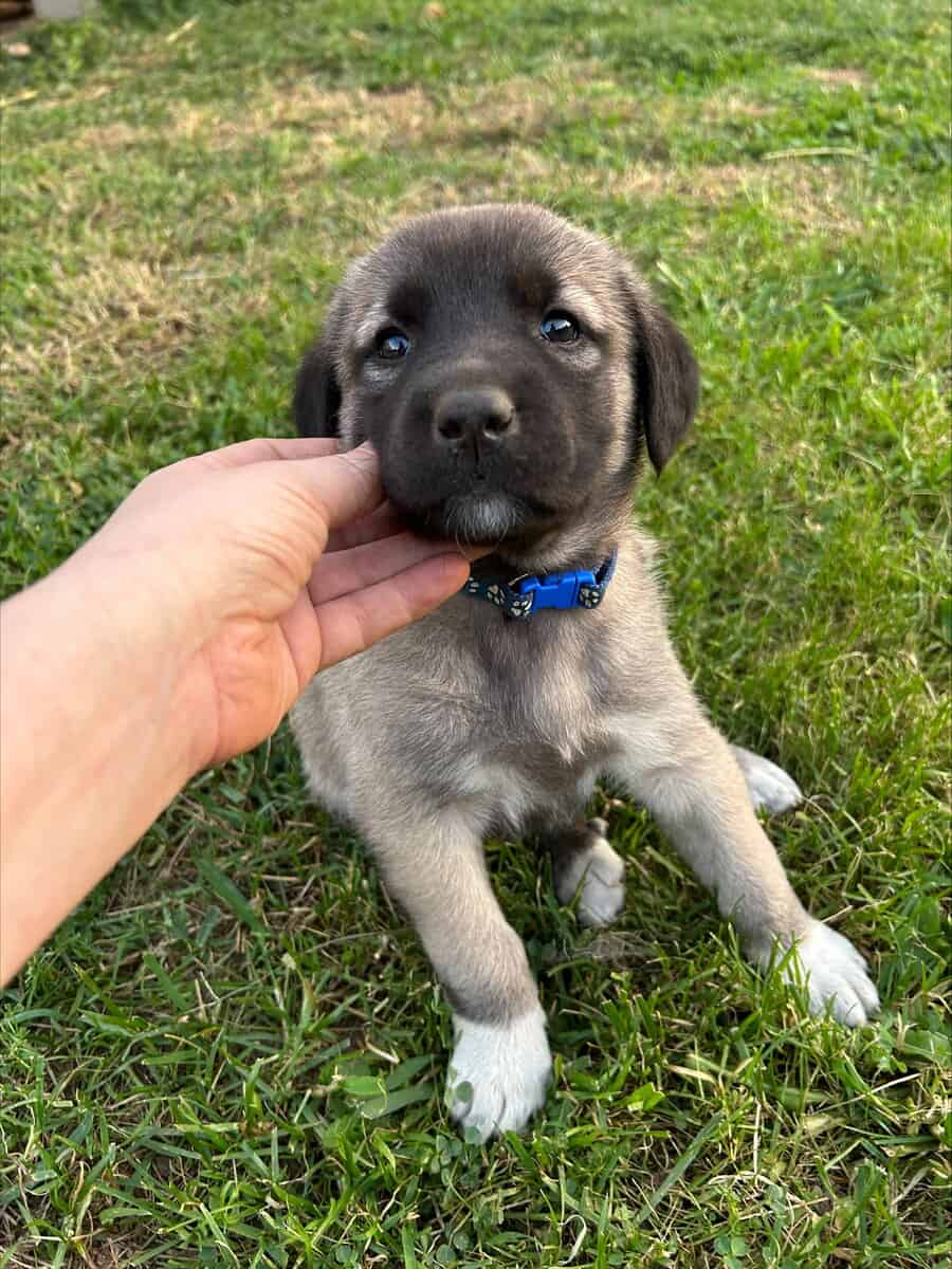 Anatolian Shepherds image 2