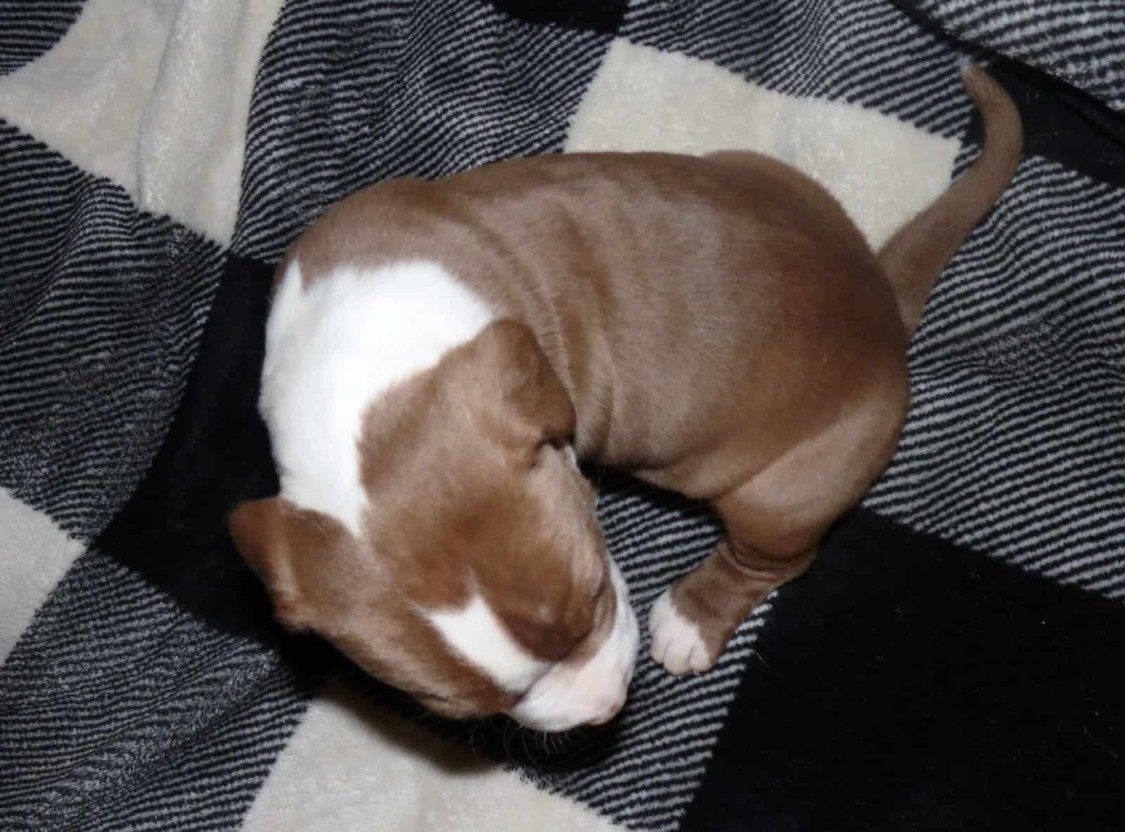 American Pitbull Terrier Mix Puppies image 8