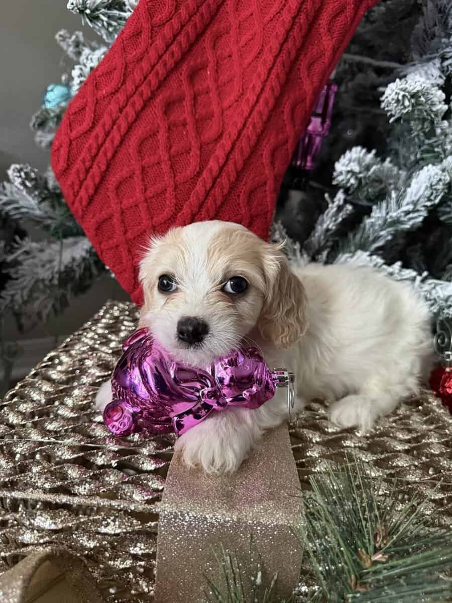 Cavachon Pups For Sale image 3