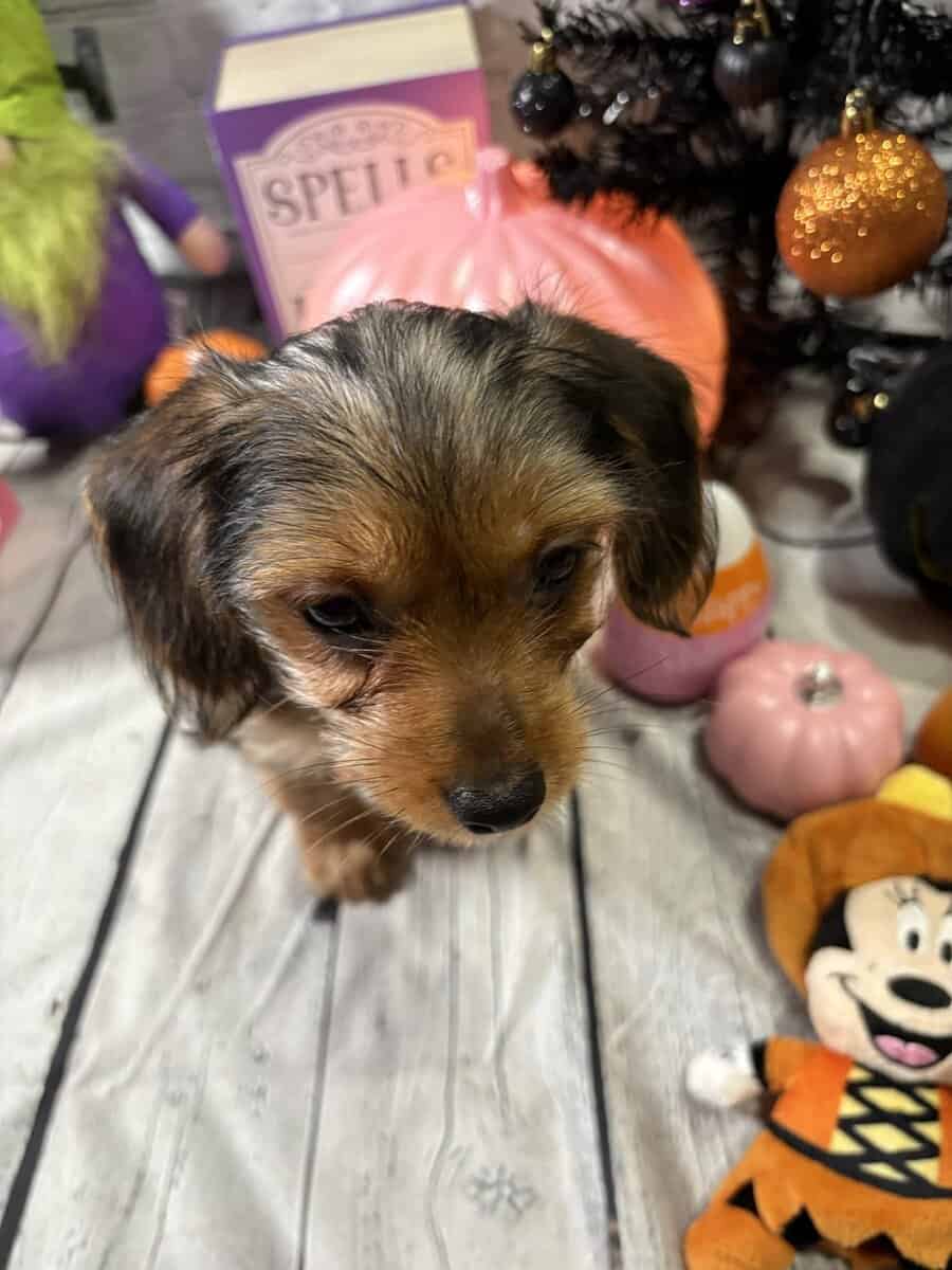 Female yorkiepoo image 3