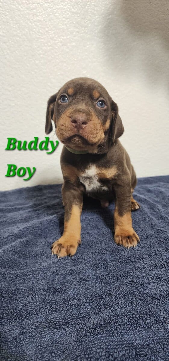 NALC CATAHOULA LEOPARD PUPPIES image 1