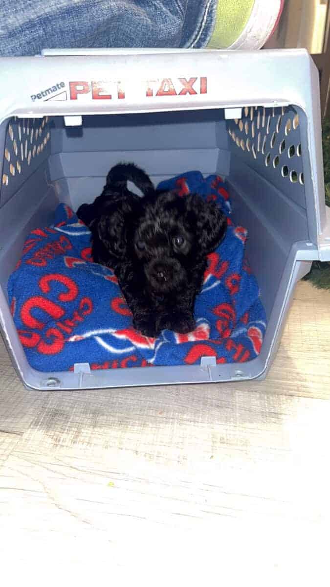 Tiny Doodle Puppies for Christmas in Iowa image 24