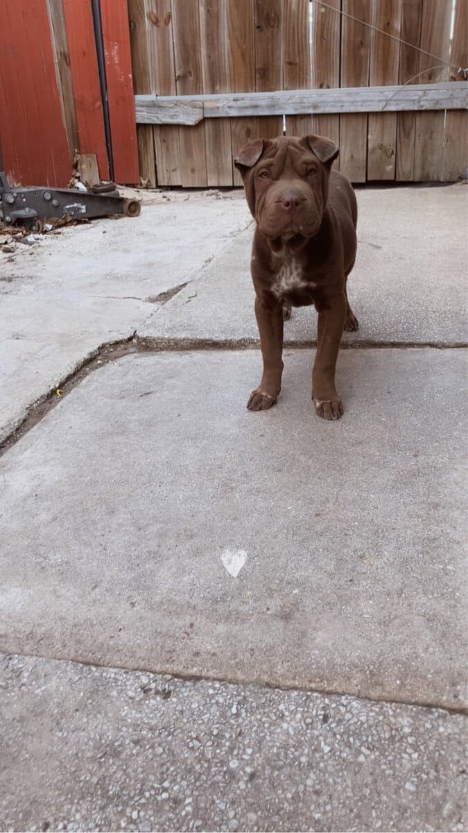 Girl Sharpei Available image 3
