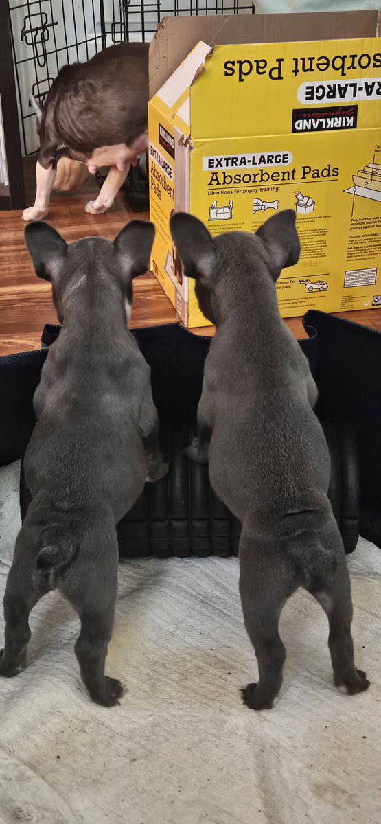 Frenchie puppies looking for forever homes image 3