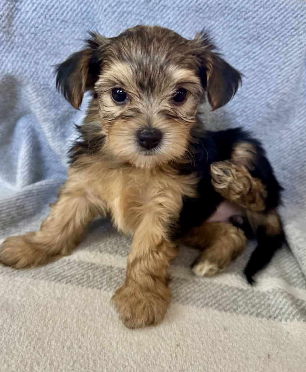 Morkie puppy image 1