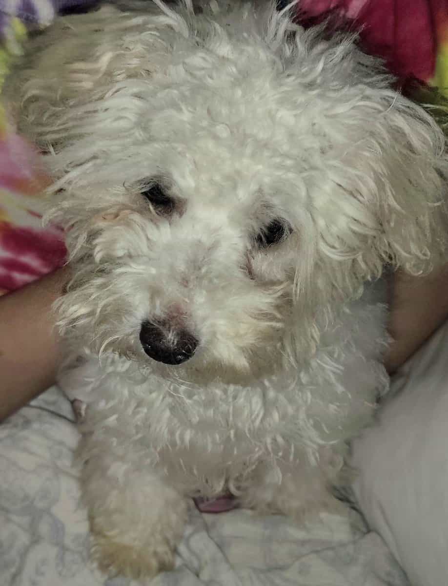 Mini poodle image 4