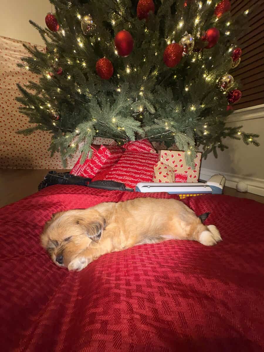 Santa’s little snuggly Lhasa with Video! image 2