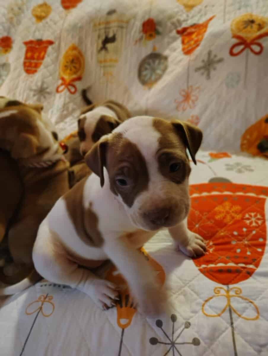 Christmas Pups image 20