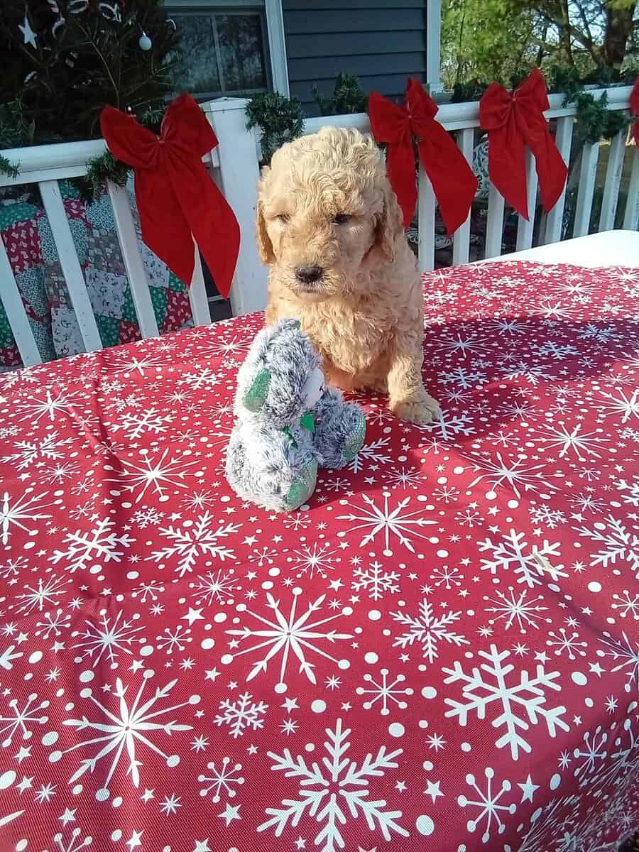 Goldendoodle puppies just ready image 4