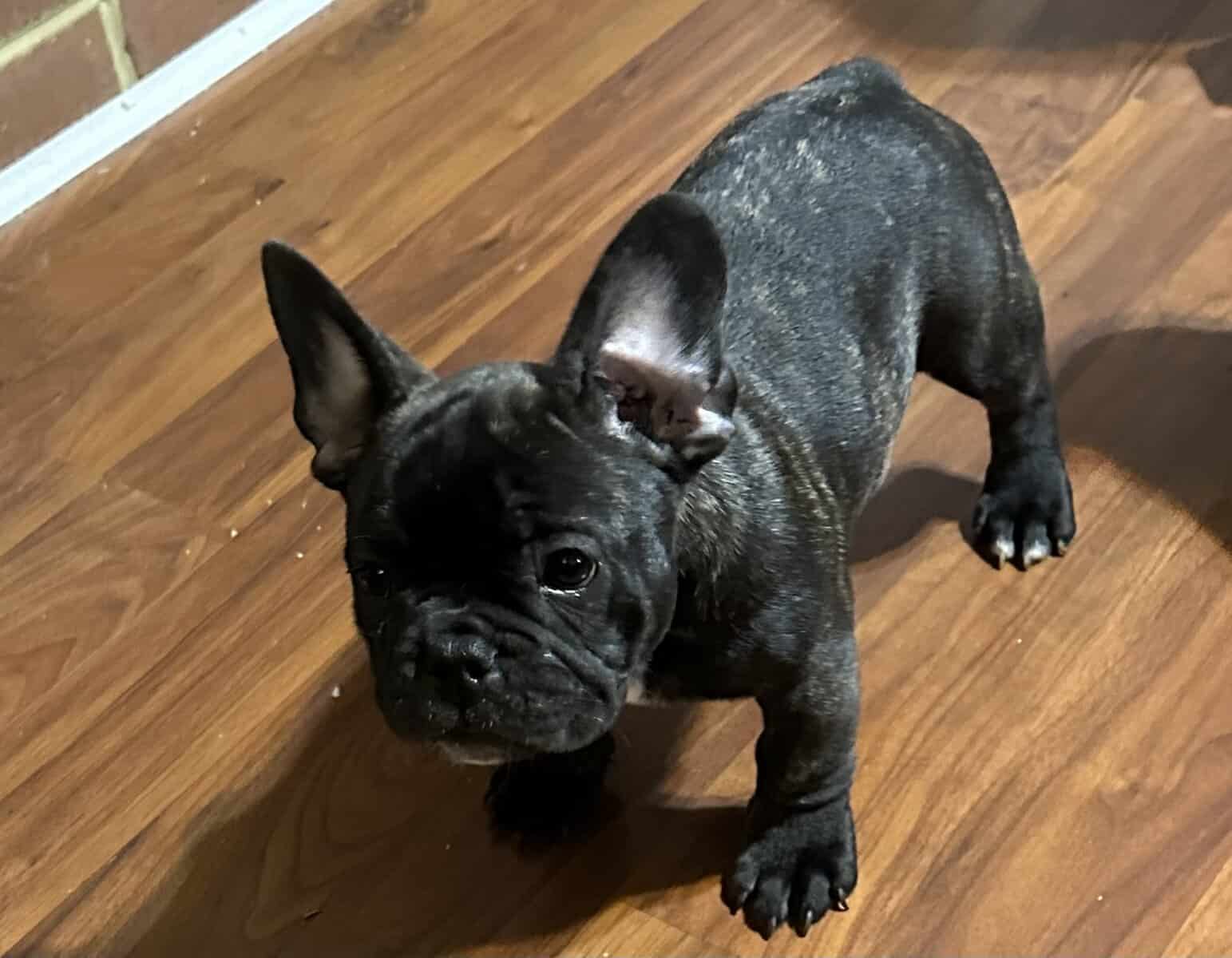 Rehoming 6 AKC French Bulldogs Available NOW image 2