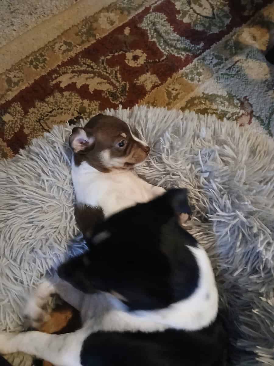 5 Week Old Precious Chiweenie Babies!!! image 3