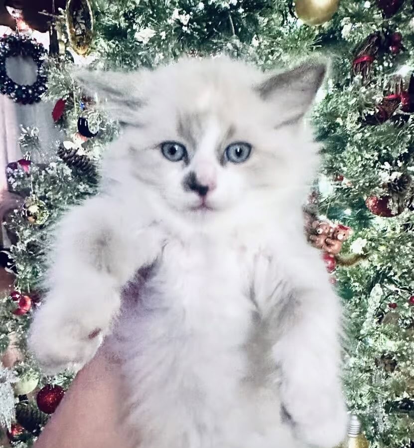 Sweet Ragdoll Boy image 1