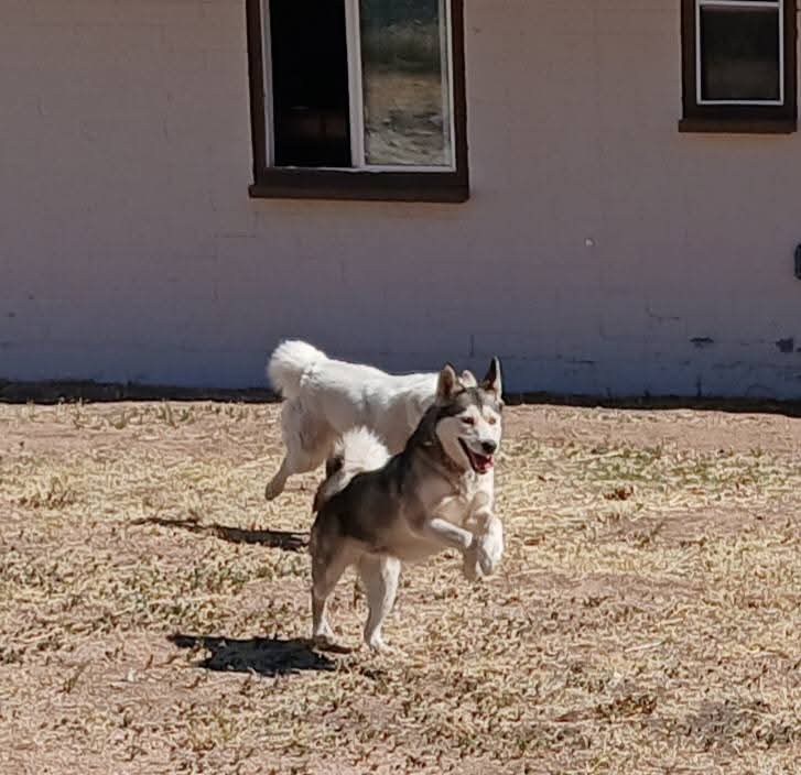 Sophie, Sweet loving playful small Husky age 3 image 1