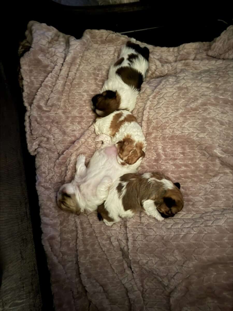 Shih Tzu pups image 3