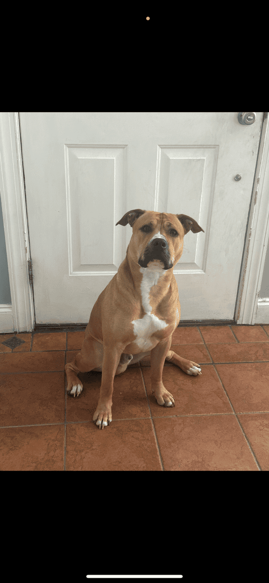 Rehoming Cash image 2