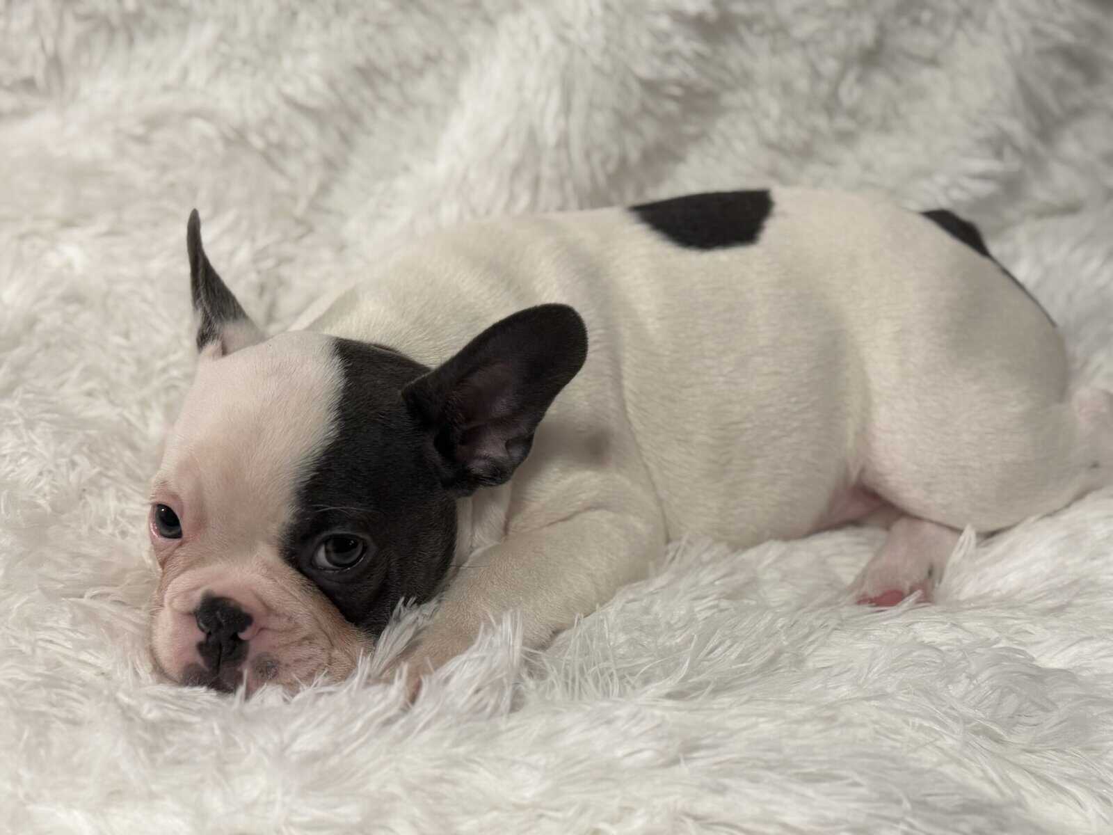 PRICE REDUCED - AKC French Bulldog Puppies image 2
