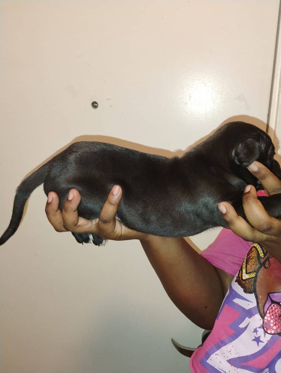 Corso pit mix image 3