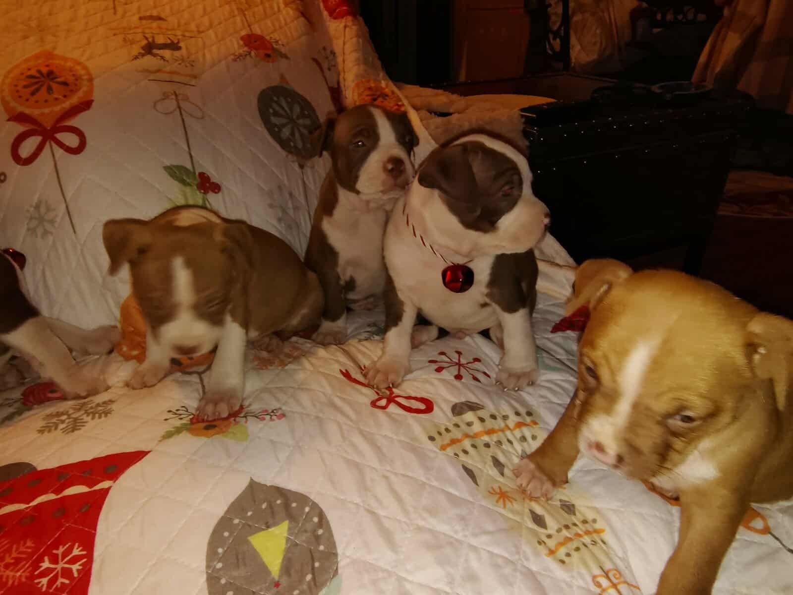 Christmas Pups image 1