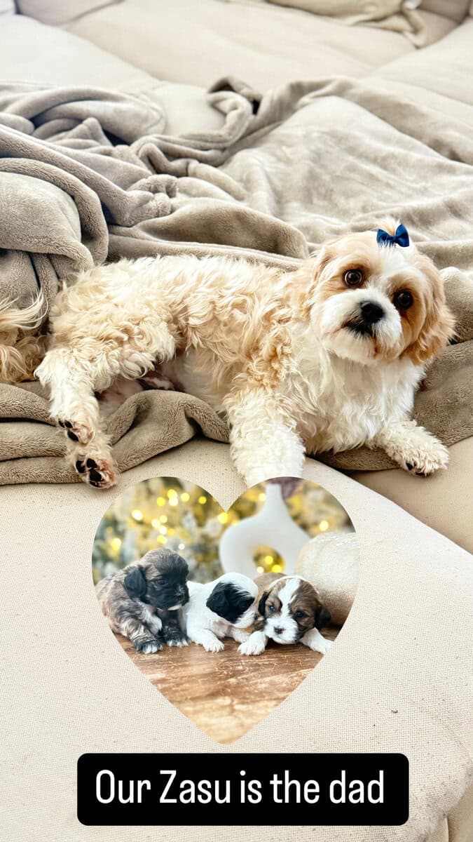 Shih Tzu Christmas-Ready Companions image 12