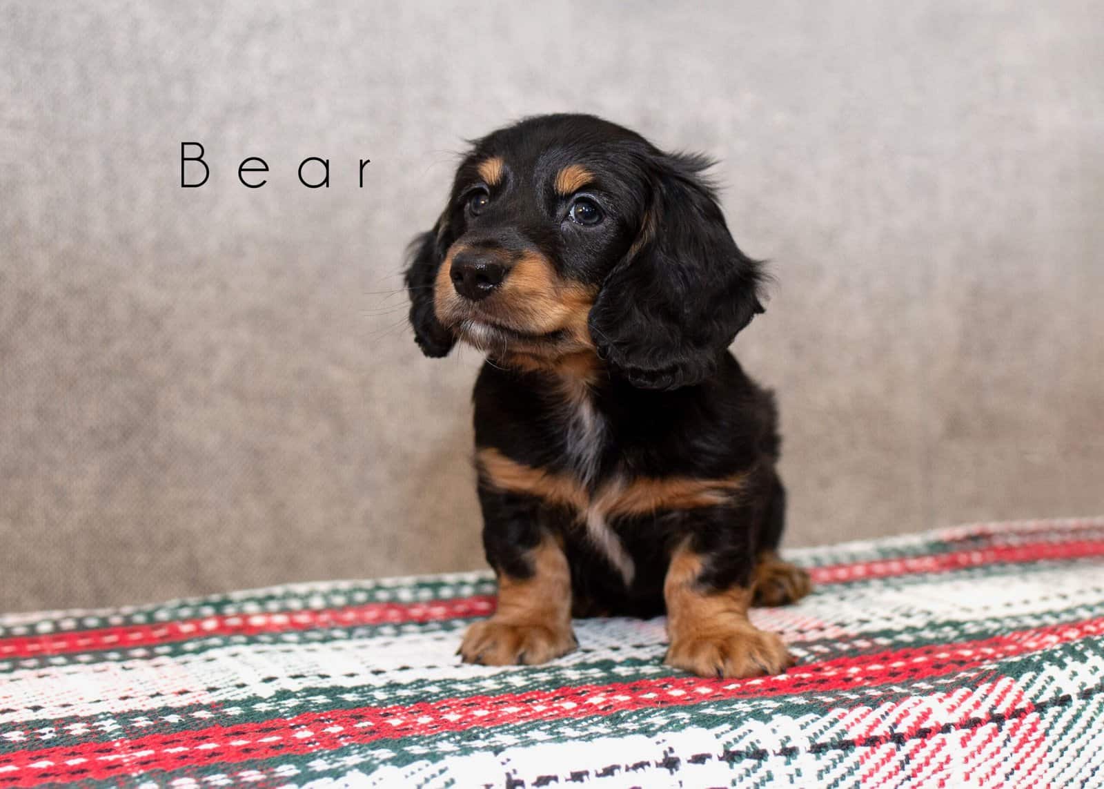 🐾 Long-Haired Male Dachshunds for Sale 🐾 image 3