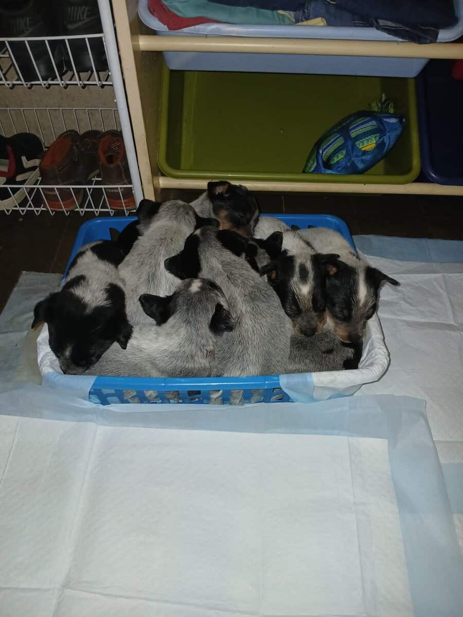 Blue Heeler Pups for sale (Full Blooded) image 4