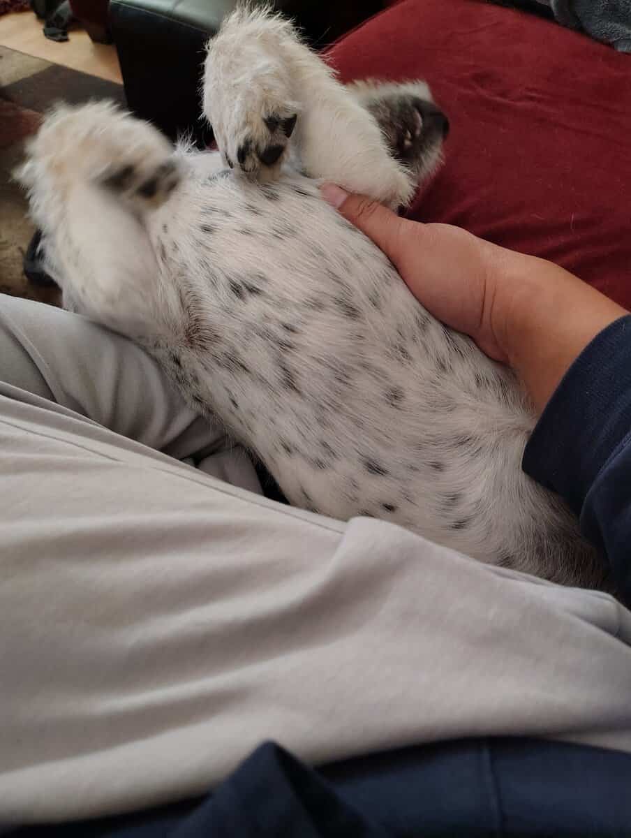 Meet Milo image 6
