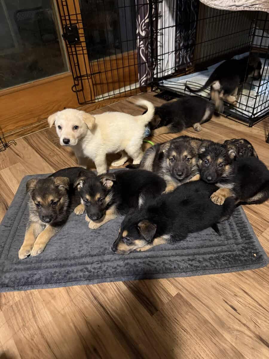 German shepherd puppies ready 12/20/2025 image 4
