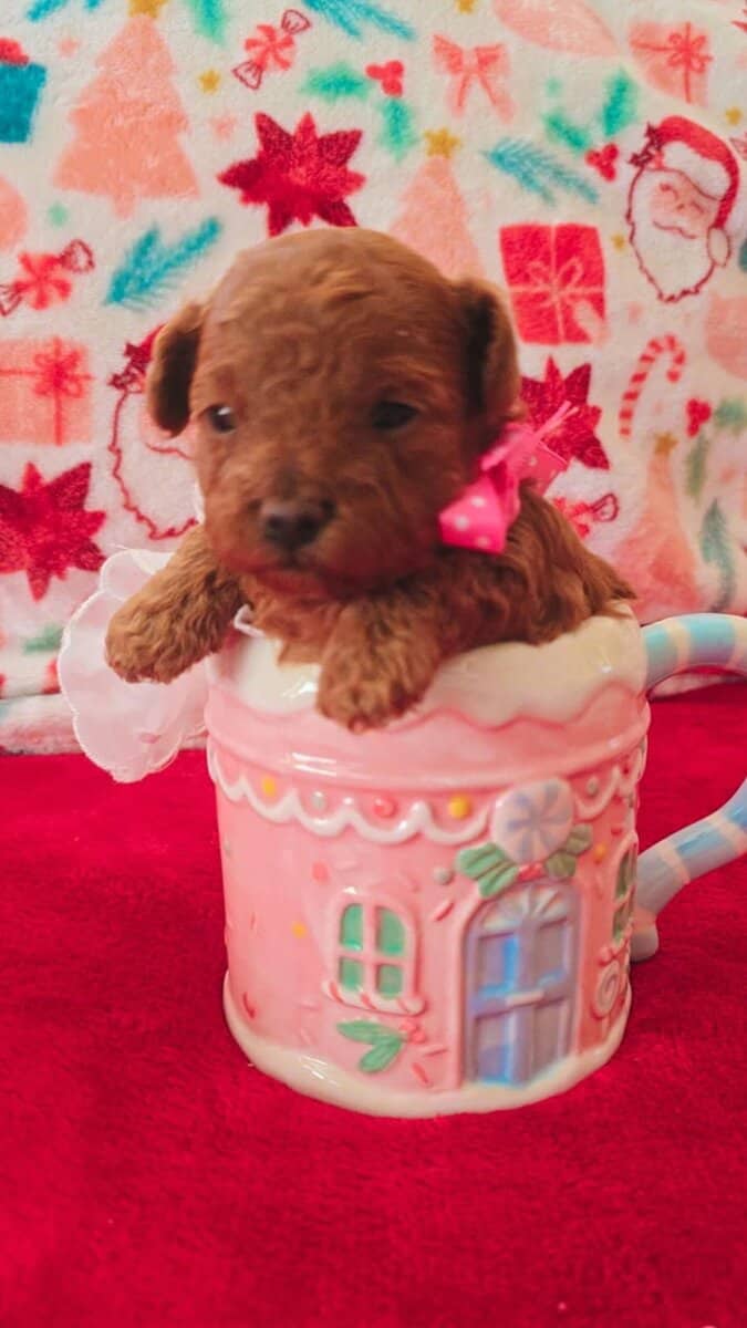 Toy Poodle image 4