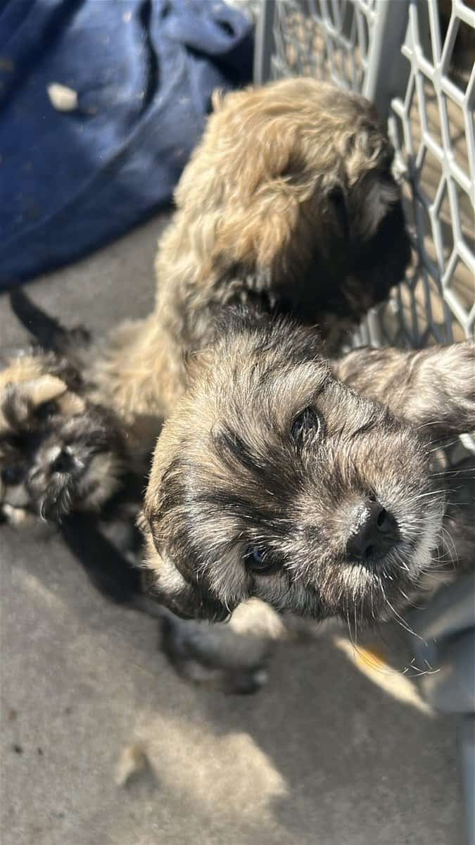MalShi Puppies ready to go! image 3