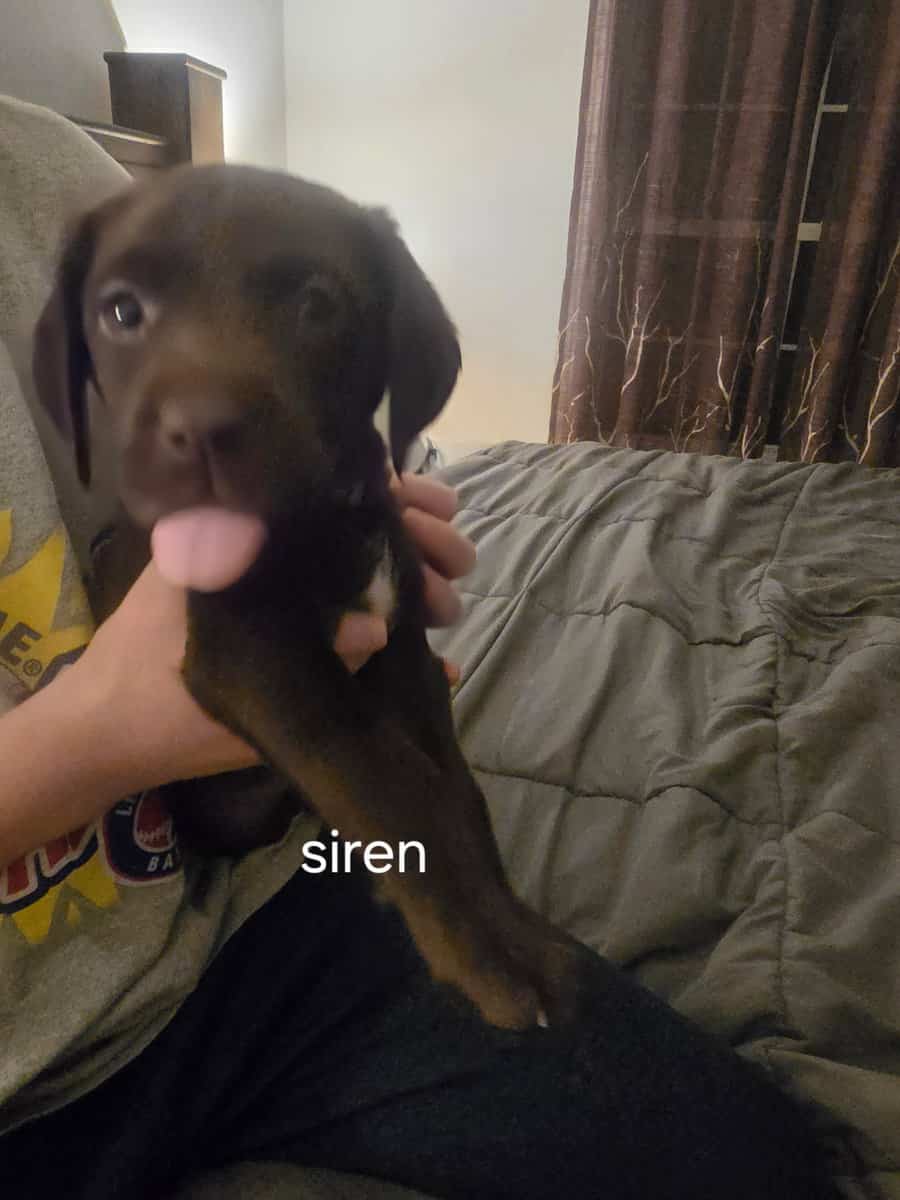 Silver lab /german wired pointer mix image 3