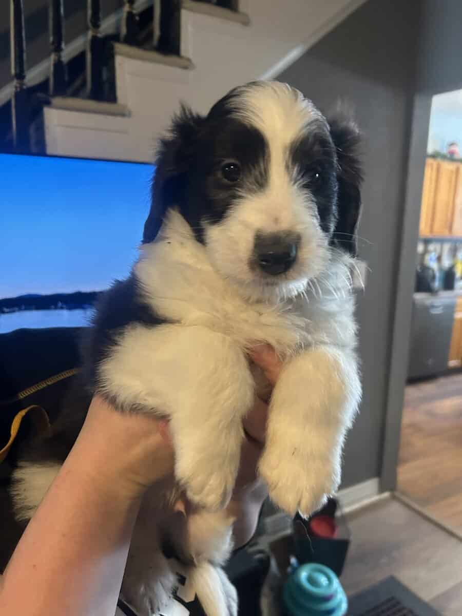 Rough collie/sheepadoodle mix image 2