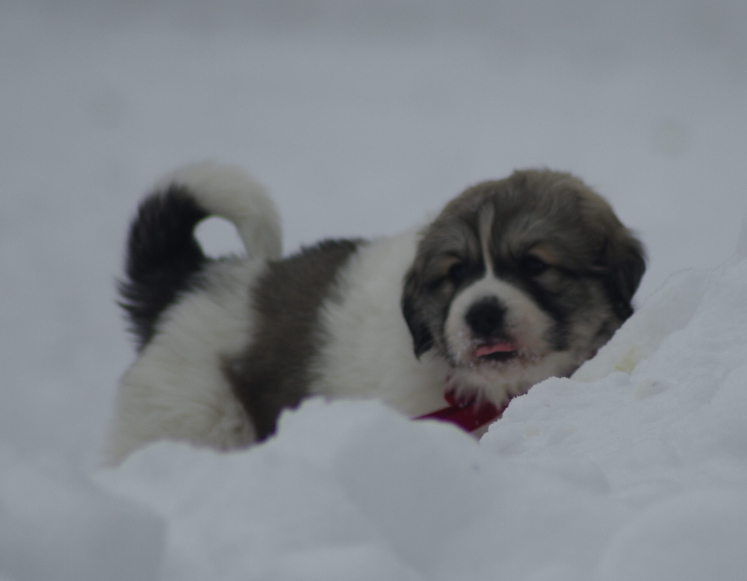 Great Pyrenees Puppy - Male image 3