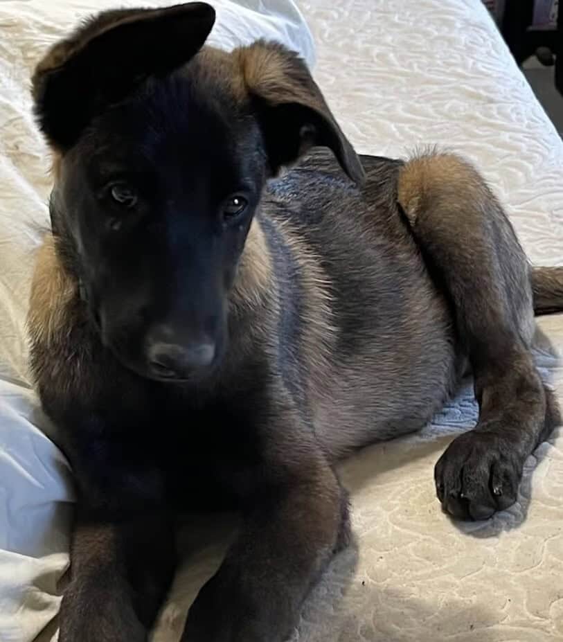 Ace Belgian Malinois image 1