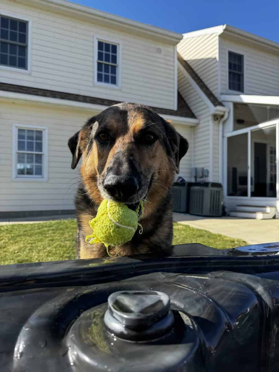 German Shepherd / Australian Shepherd image 7