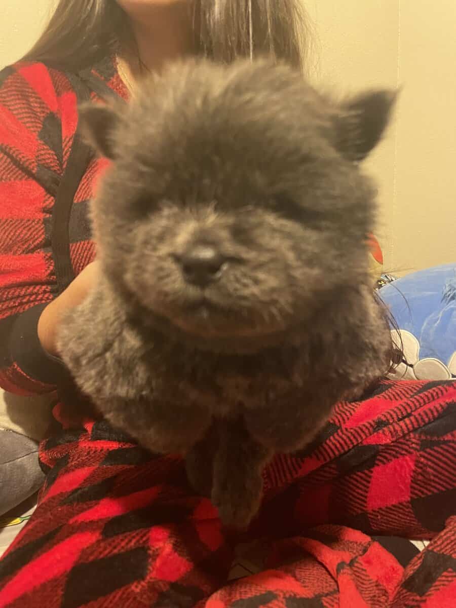 Chow chow puppies image 7