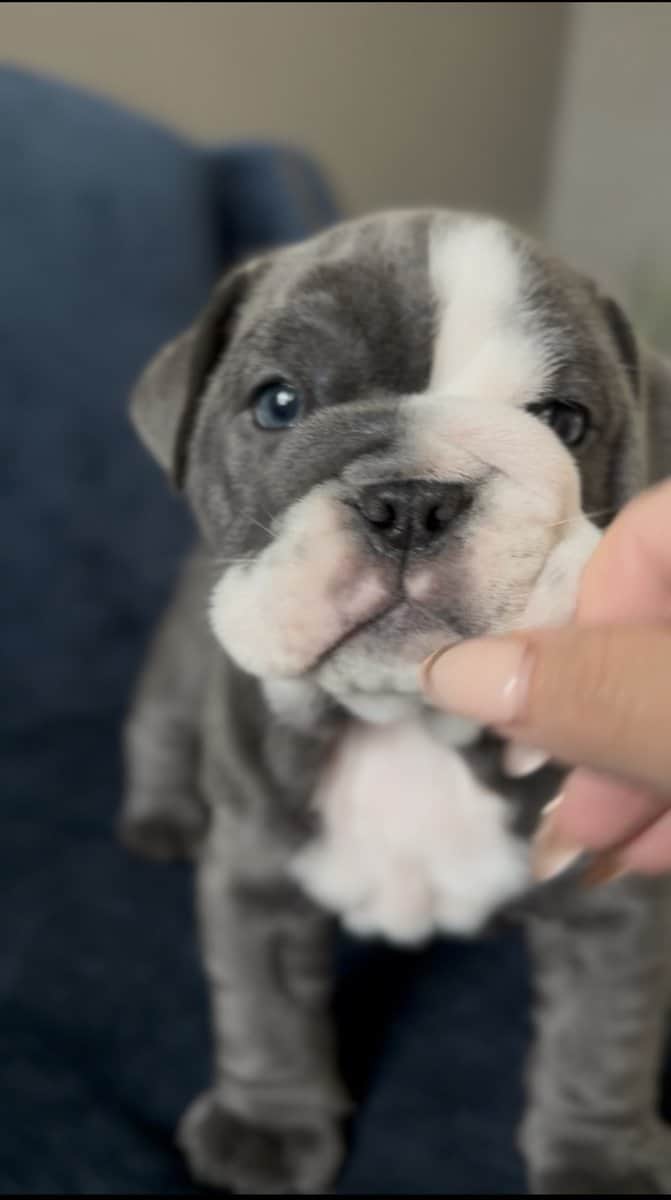 Adorable English Bulldog Puppies image 3
