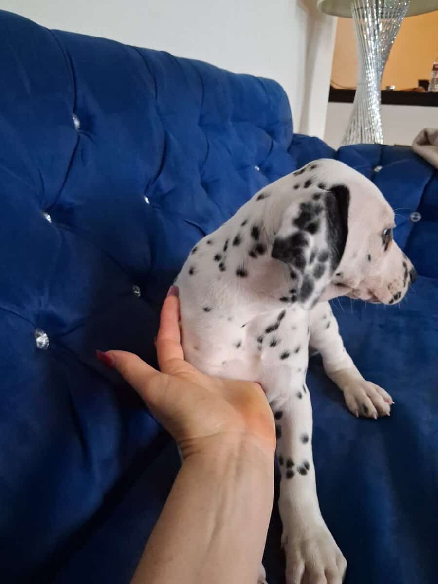Dalmatian puppies image 2