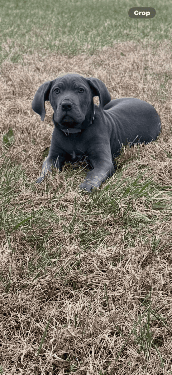 Cane Corso image 3