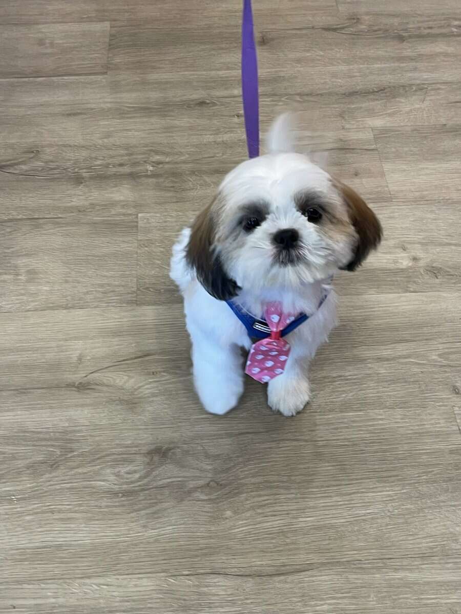 Shih Tzu puppies for sale image 3